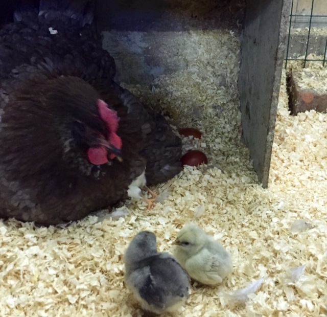 Höna adopterar kycklingar